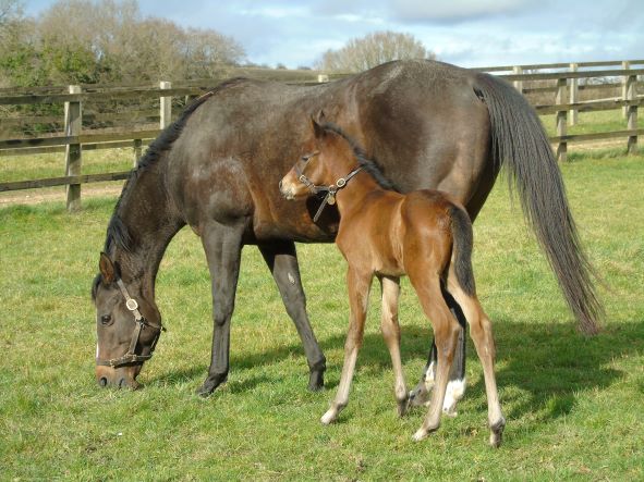 2022 bay colt by Oasis Dream